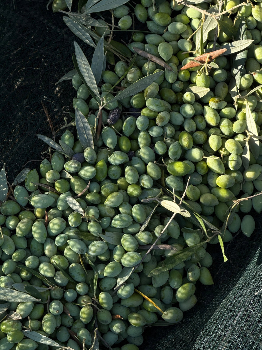 Olives fraîchement cueillies sur le filet, récolte Oikos Antalis dans le Péloponnèse