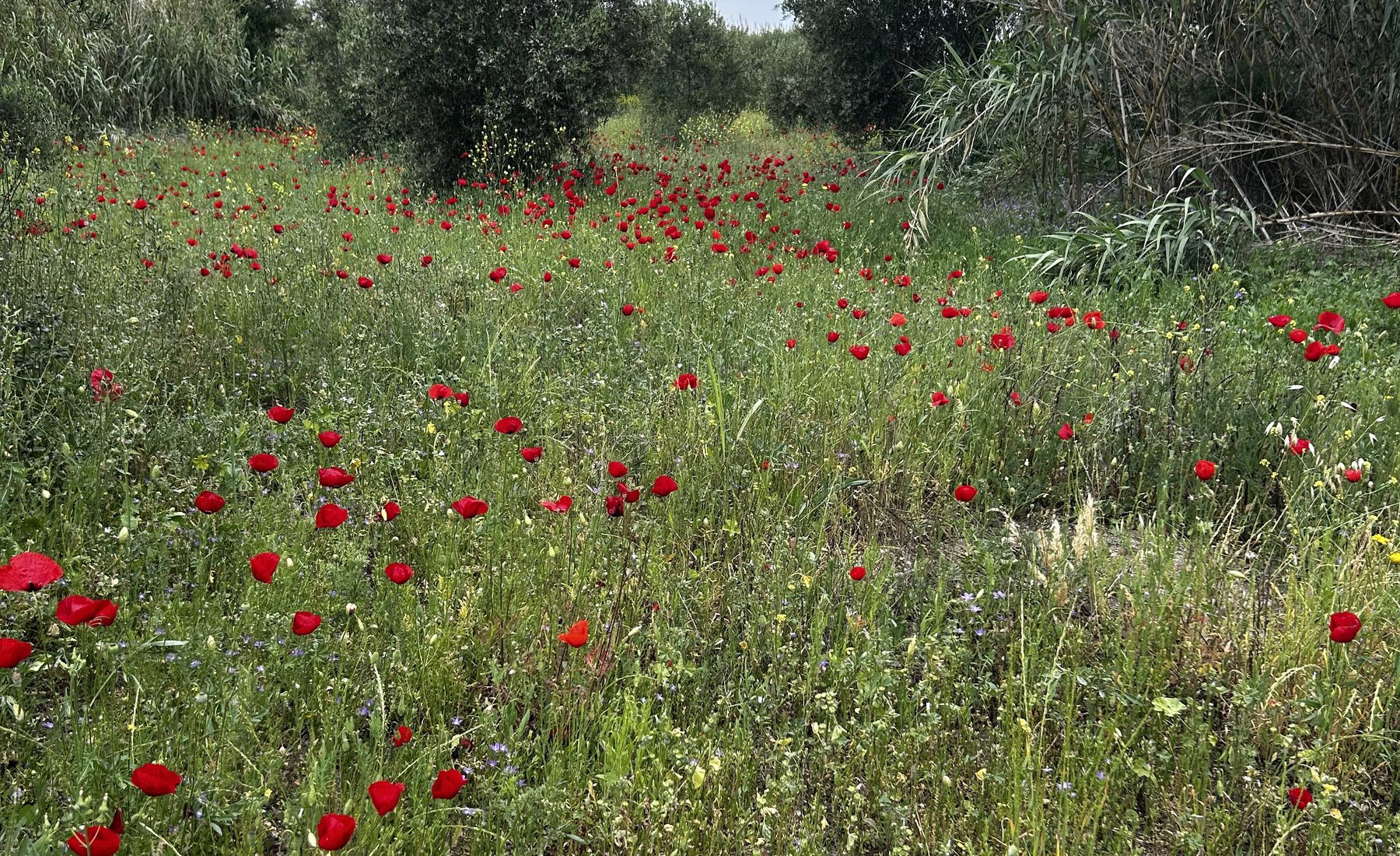 Agios Ilias