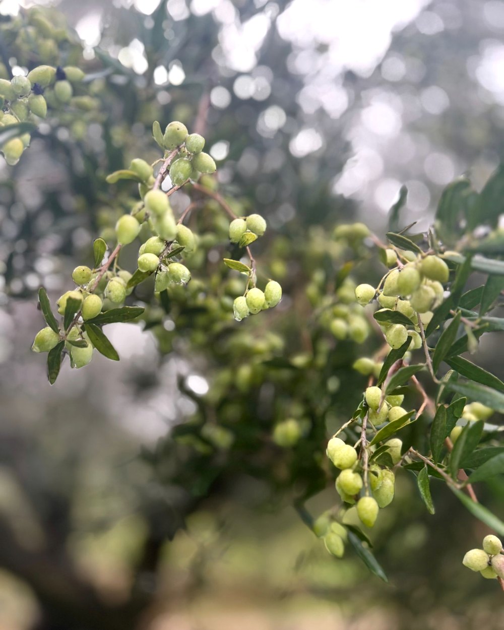 Paliovarvassena
