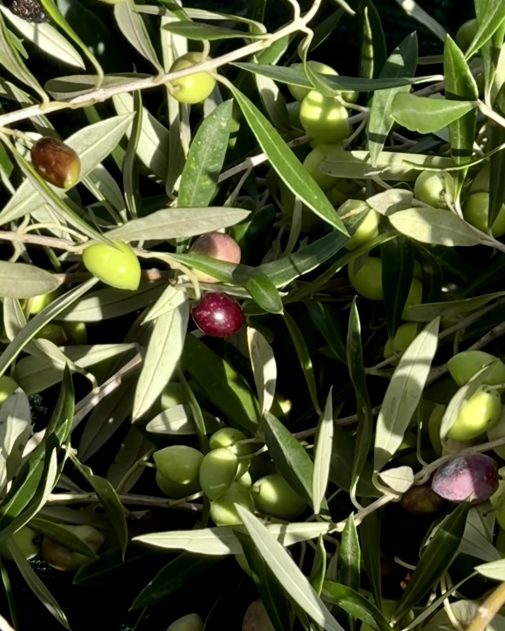 Skourochori
